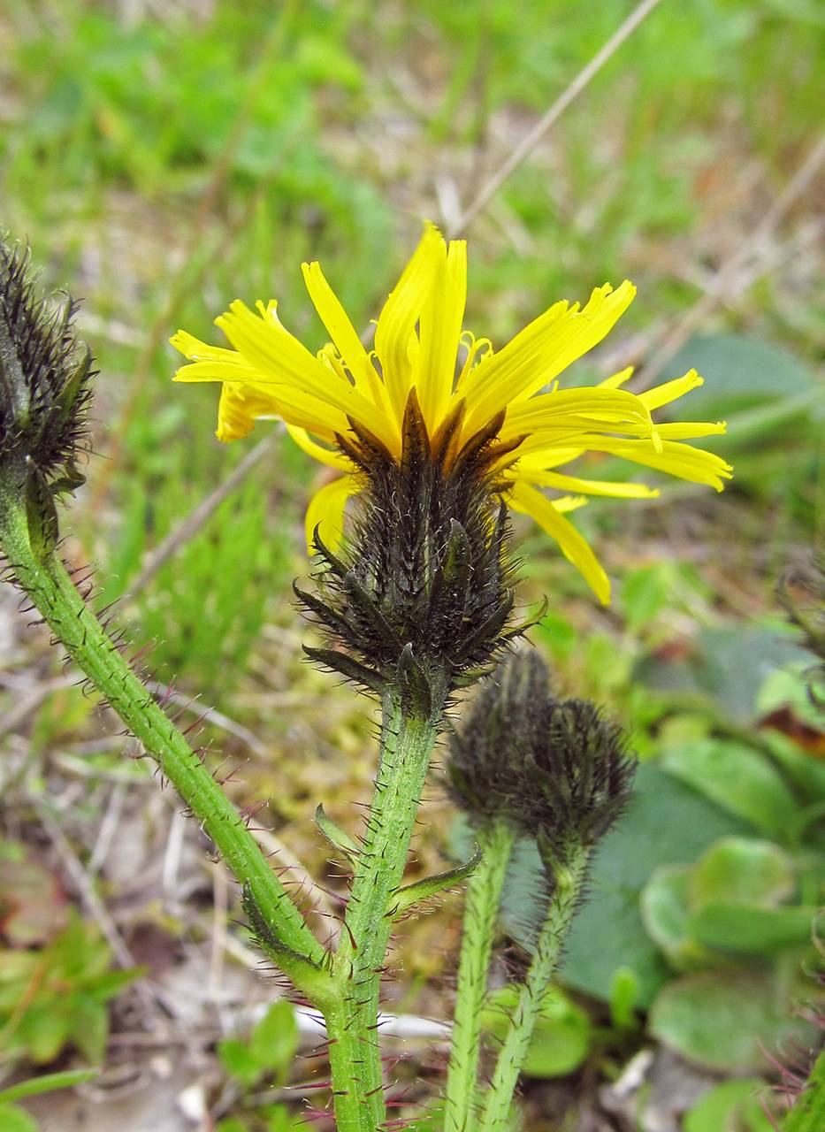Picris japonica subsp. kamtschatica (Ledeb.) Hultén, Сибирь, Чукотка и Камчатка (S7) (Россия)