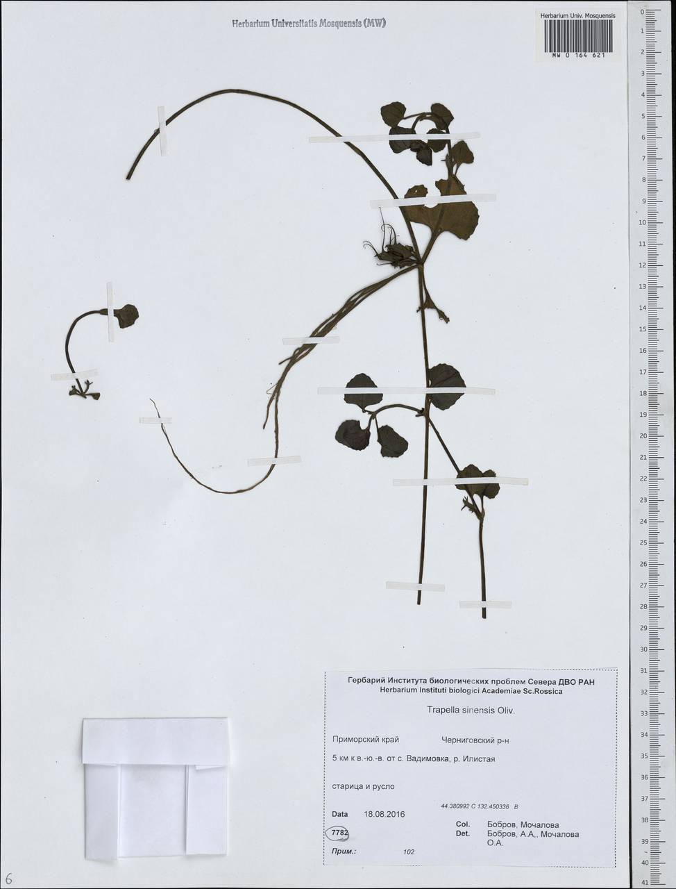 Трапелла китайская Oliv., Сибирь, Дальний Восток (S6) (Россия)