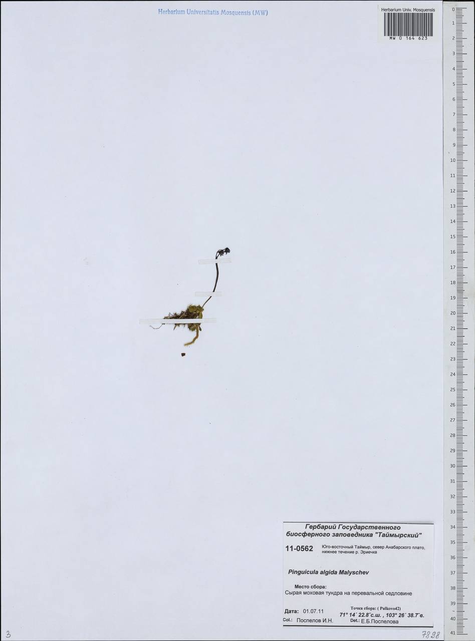 Жирянка холодолюбивая Malyschev, Сибирь, Центральная Сибирь (S3) (Россия)