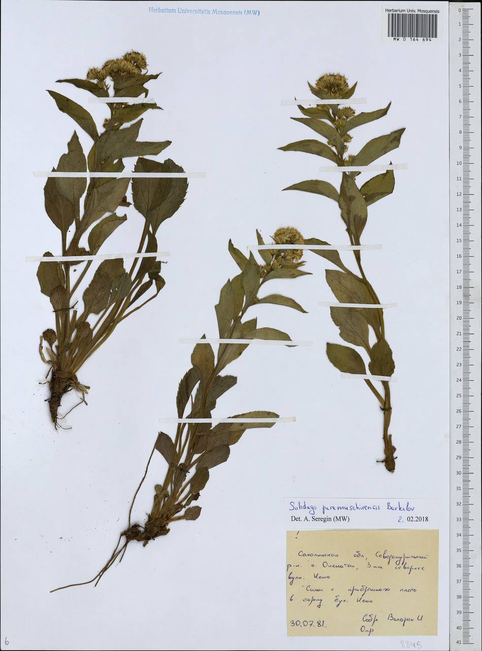 Solidago multiradiata subsp. paramuschirensis (Barkalov) Vorosch., Сибирь, Дальний Восток (S6) (Россия)