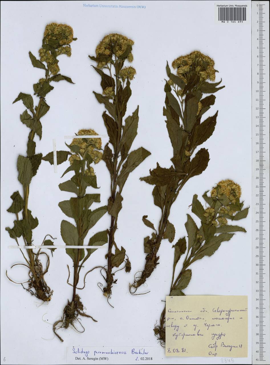 Solidago multiradiata subsp. paramuschirensis (Barkalov) Vorosch., Сибирь, Дальний Восток (S6) (Россия)