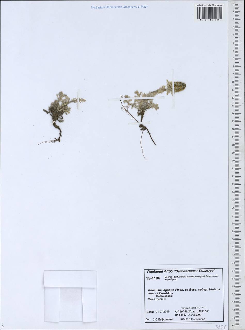 Artemisia lagopus