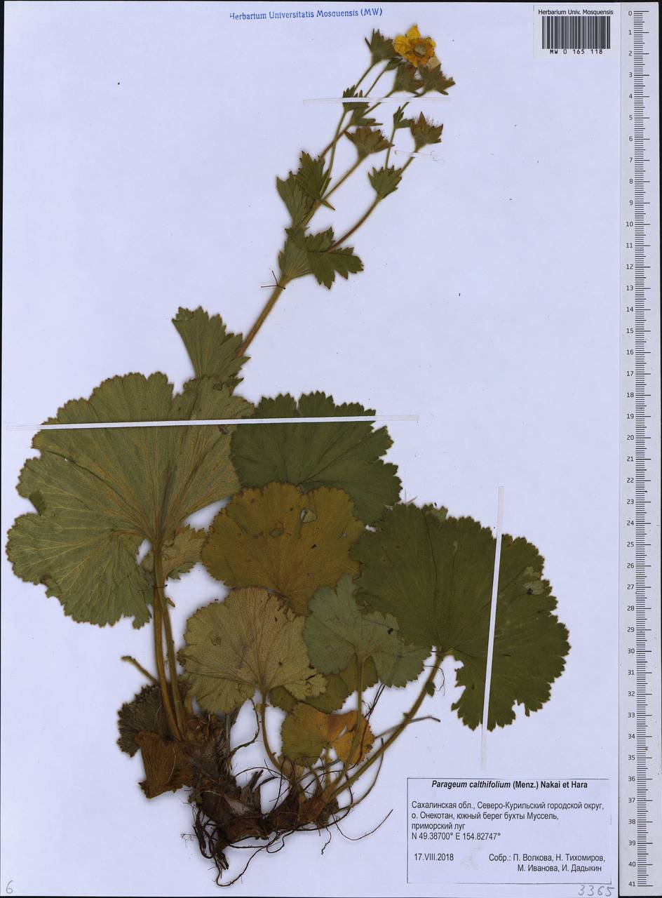 Гравилат калужницелистный, Сибирь, Дальний Восток (S6) (Россия)