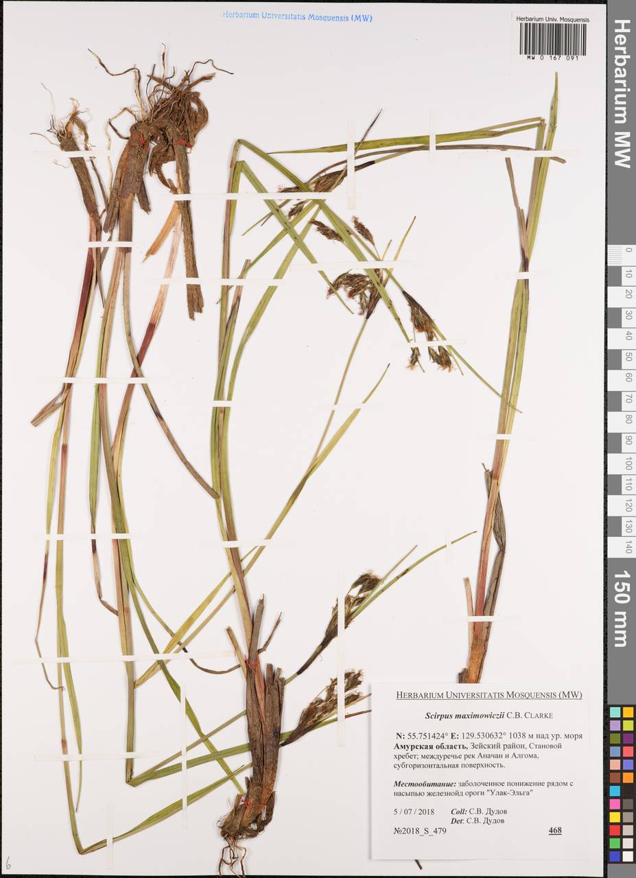 Камыш Максимовича C.B.Clarke, Сибирь, Дальний Восток (S6) (Россия)