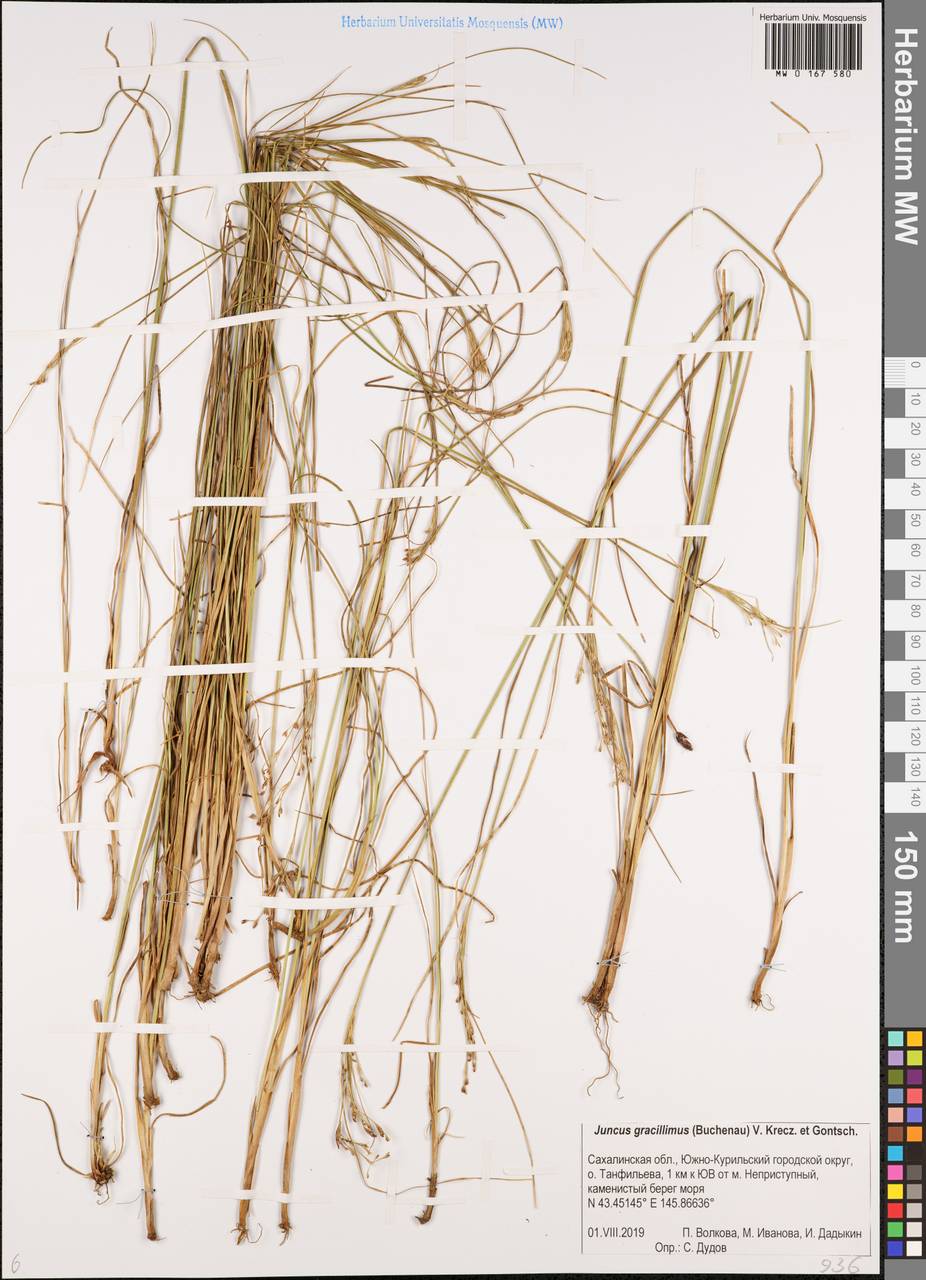Ситник тончайший (Buchenau) V.I.Krecz. & Gontsch., Сибирь, Дальний Восток (S6) (Россия)