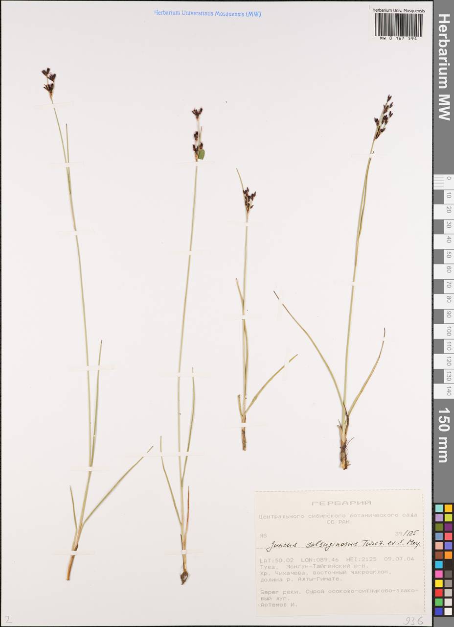 Ситник солончаковый Turcz. ex E.Mey., Сибирь, Алтай и Саяны (S2) (Россия)
