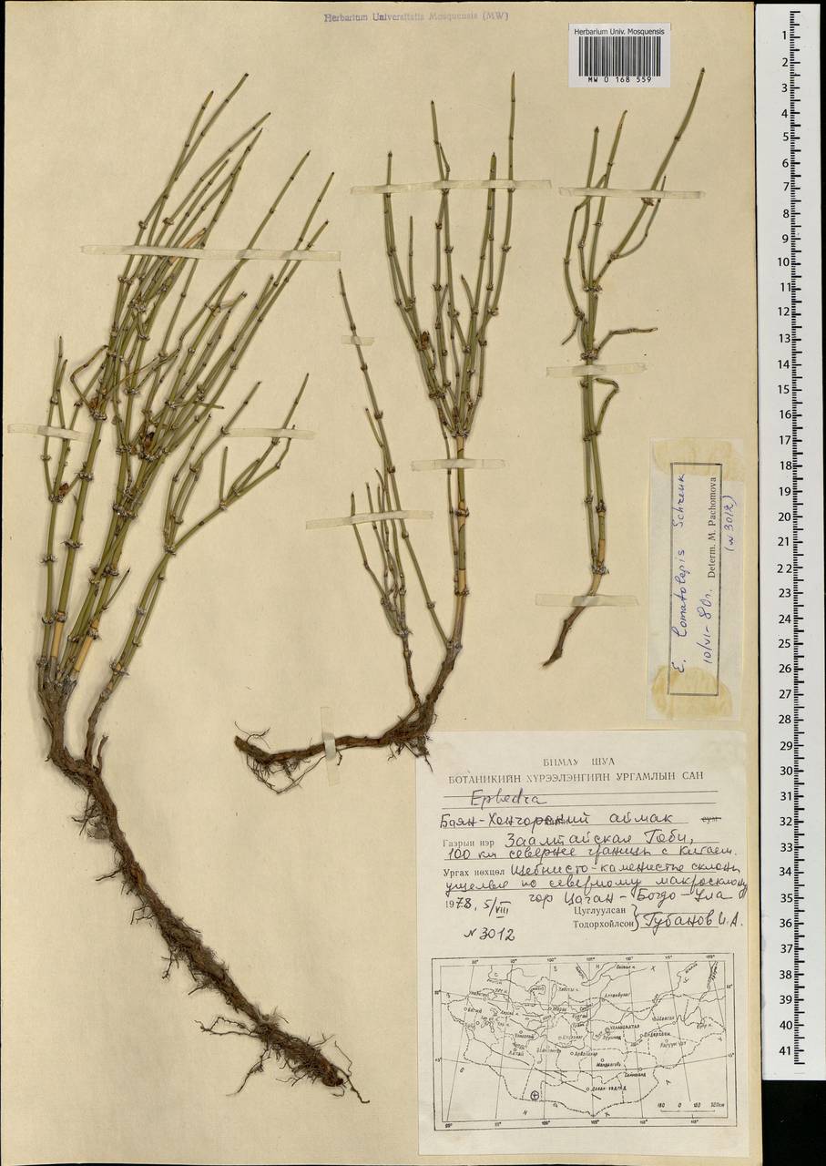 Хвойник окаймленный Schrenk, Монголия (MONG) (Монголия)
