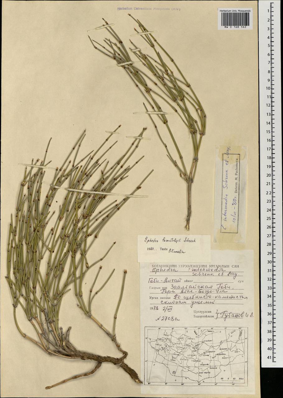 Хвойник окаймленный Schrenk, Монголия (MONG) (Монголия)