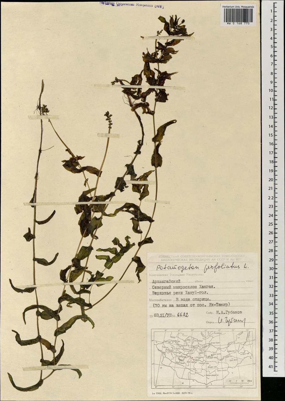 Рдест пронзеннолистный, Рдест стеблеобъемлющий L., Монголия (MONG) (Монголия)