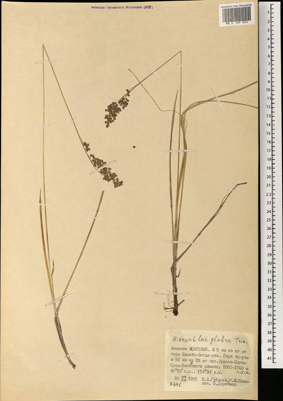 Anthoxanthum glabrum (Trin.) Veldkamp, Монголия (MONG) (Монголия)