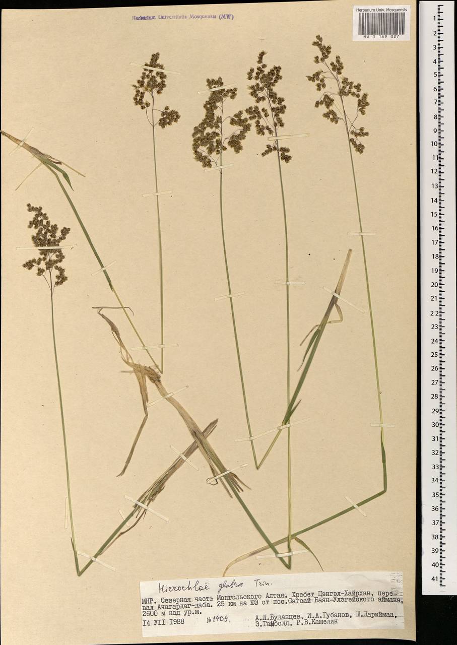 Anthoxanthum glabrum (Trin.) Veldkamp, Монголия (MONG) (Монголия)