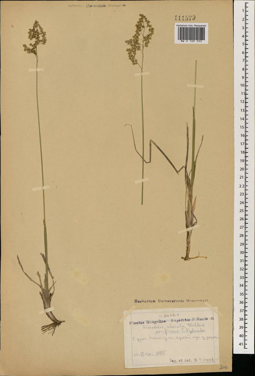 Anthoxanthum nitens (Weber) Y.Schouten & Veldkamp, Монголия (MONG) (Монголия)