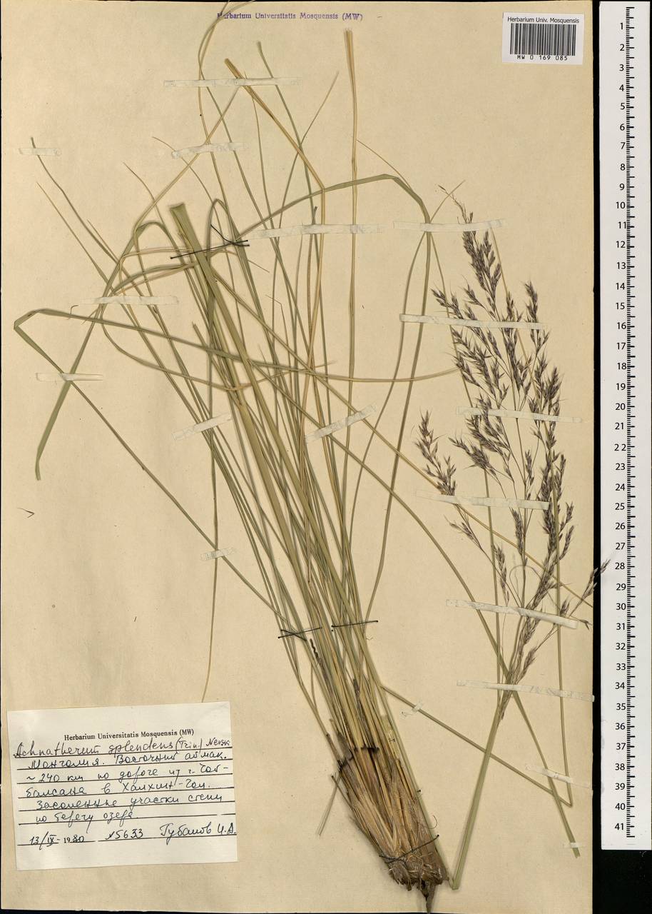 Neotrinia splendens (Trin.) M.Nobis, P.D.Gudkova & A.Nowak, Монголия (MONG) (Монголия)