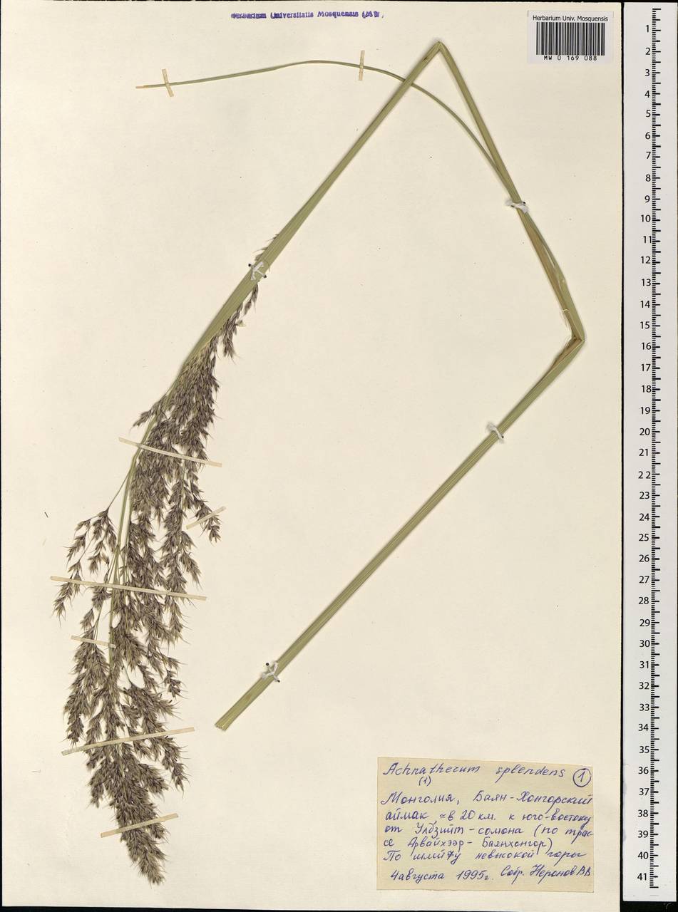 Neotrinia splendens (Trin.) M.Nobis, P.D.Gudkova & A.Nowak, Монголия (MONG) (Монголия)