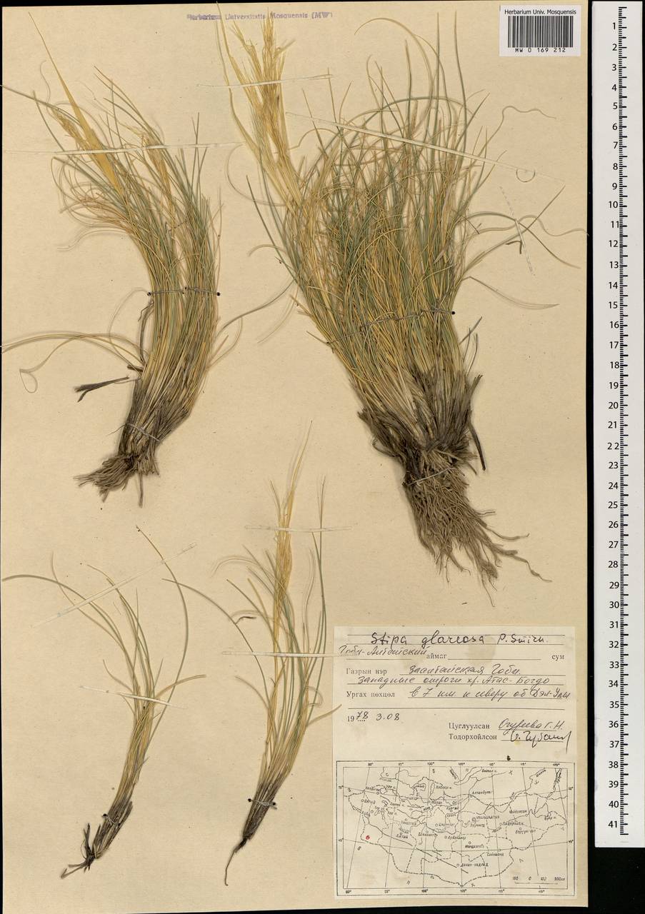 Ковыль галечный P.A.Smirn., Монголия (MONG) (Монголия)