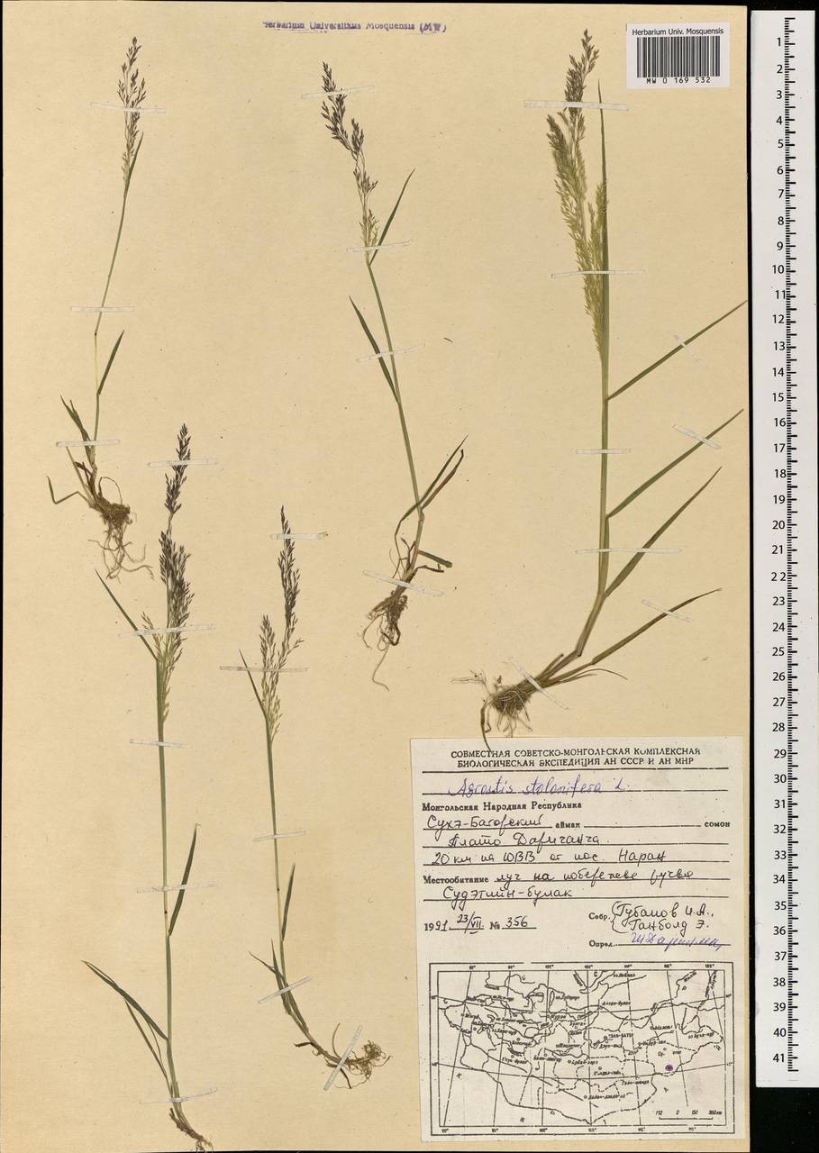 MW0169532, Agrostis stolonifera (Полевица побегоносная), specimen
