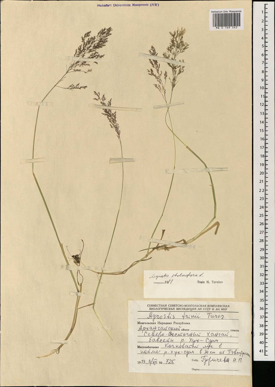 MW0169545, Agrostis stolonifera (Полевица побегоносная), specimen