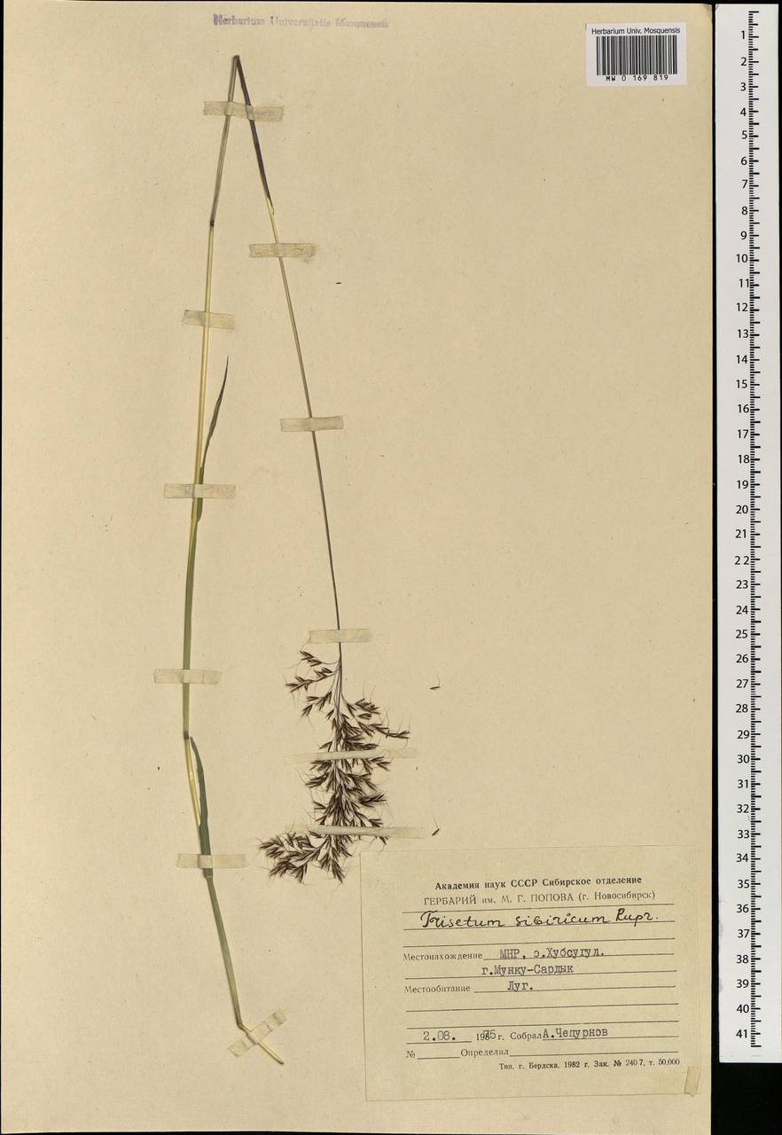 Sibirotrisetum sibiricum (Rupr.) Barberá, Монголия (MONG) (Монголия)