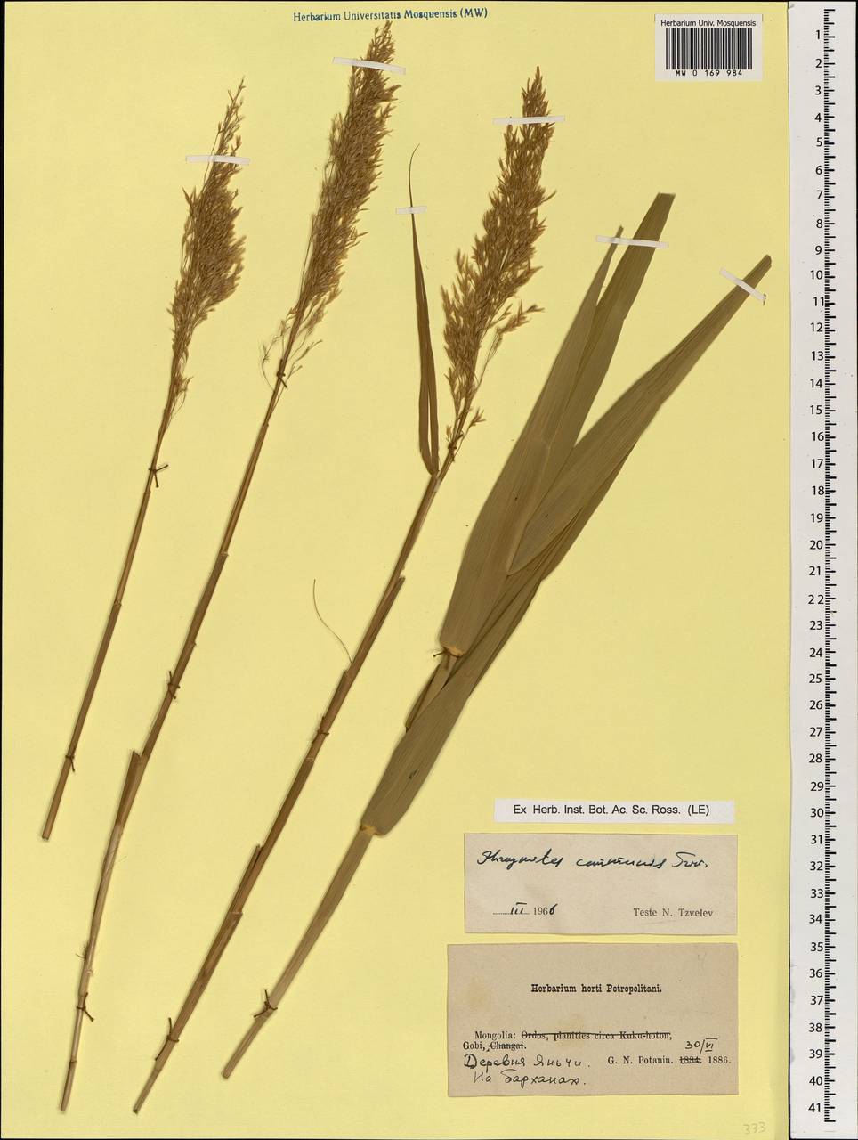 MW0169984, Phragmites australis (Тростник южный, Тростник обыкновенный ...