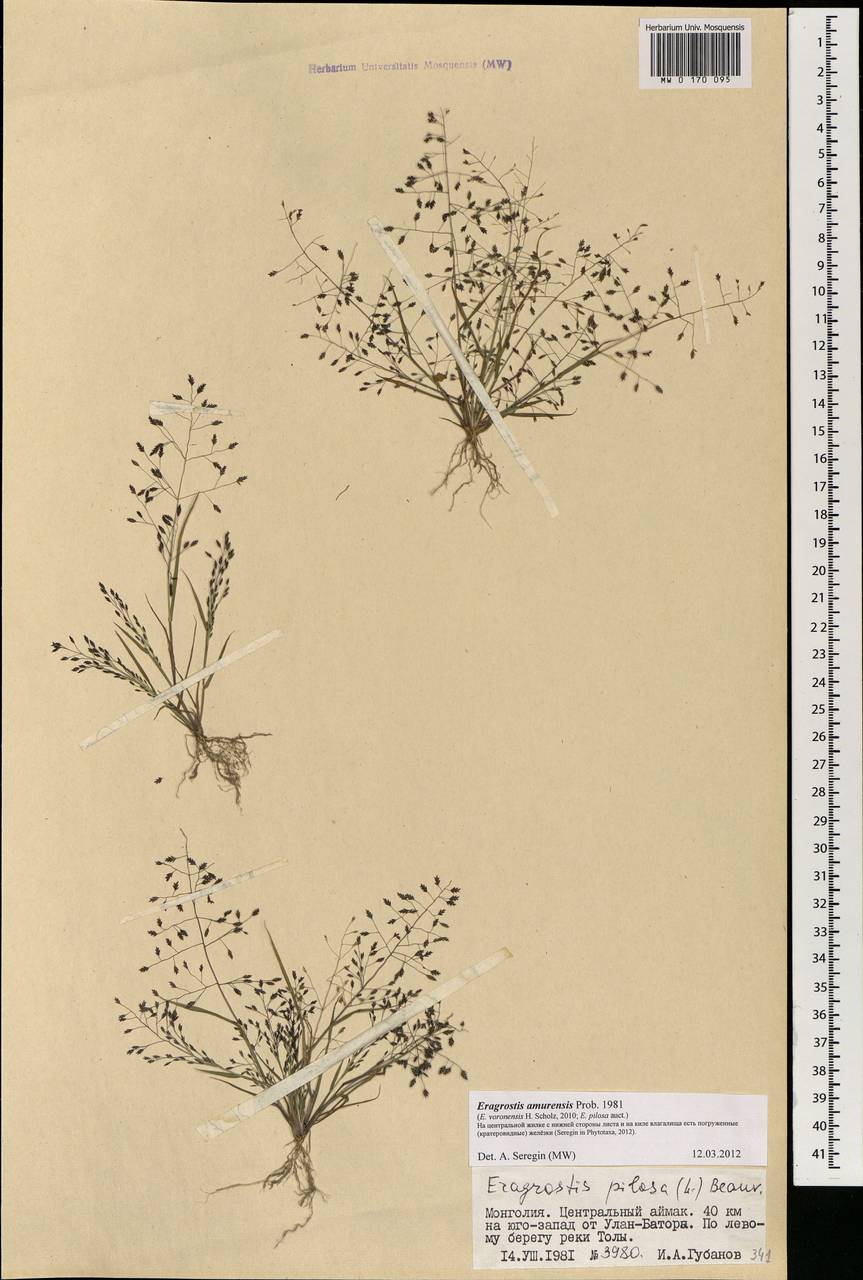 MW0170095, Eragrostis pilosa (Полевичка волосистая), specimen