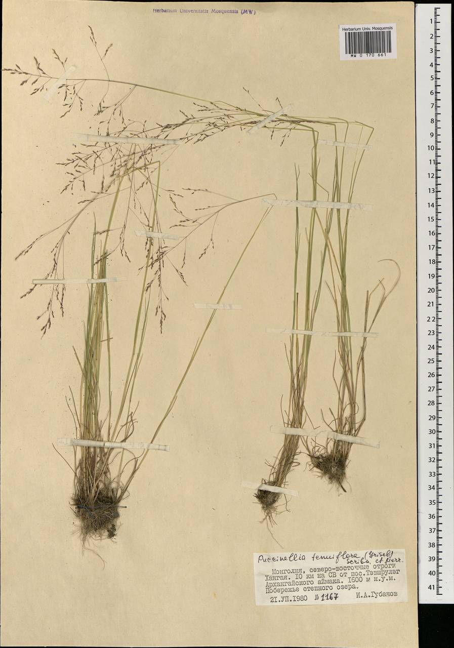 Бескильница тонкоцветковая (Griseb.) Scribn. & Merr., Монголия (MONG) (Монголия)