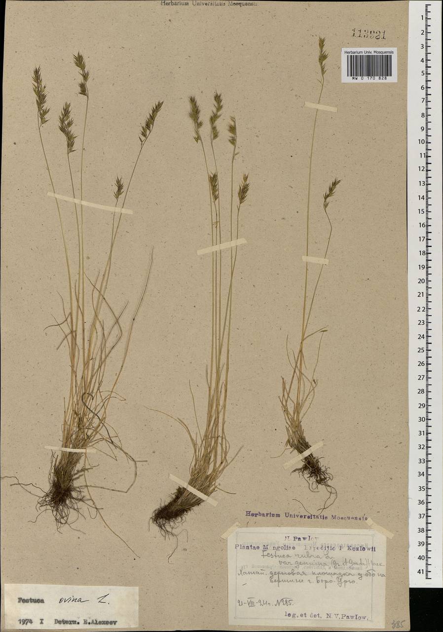 MW0170828, Festuca ovina (Овсяница овечья), specimen