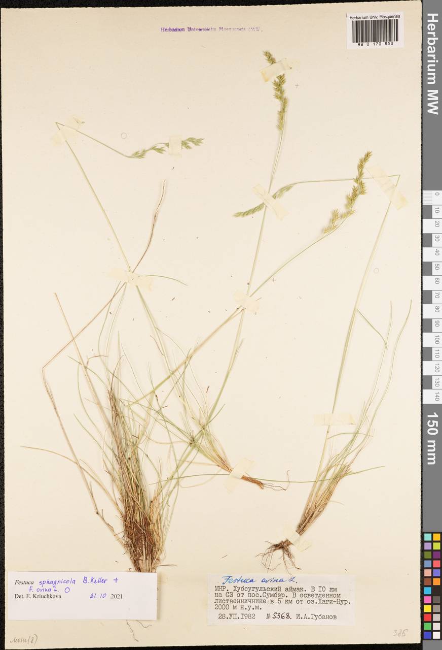 MW0170850, Festuca sphagnicola (Овсяница сфагновая), specimen