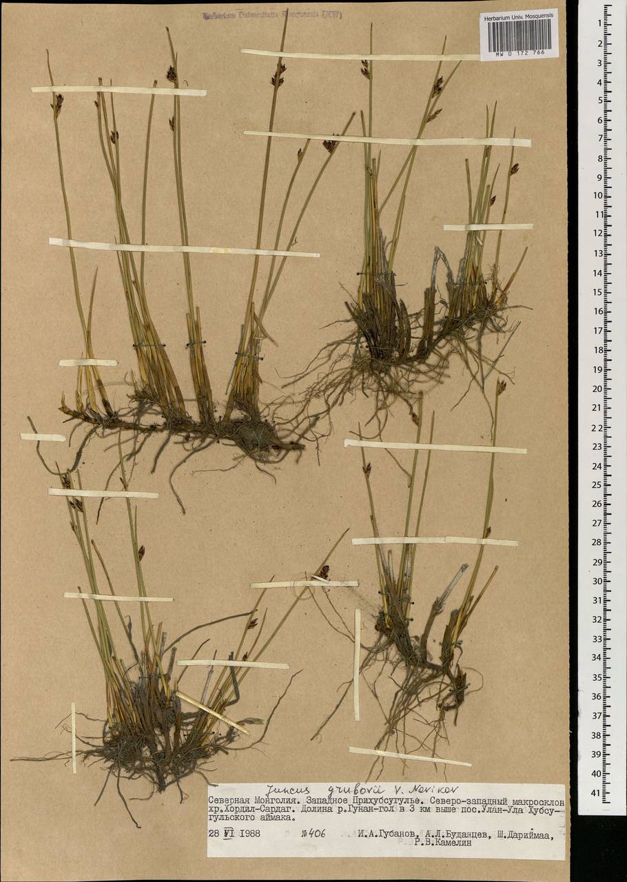 Juncus arcticus subsp. grubovii (Novikov) Novikov, Kirschner & Snogerup, Монголия (MONG) (Монголия)