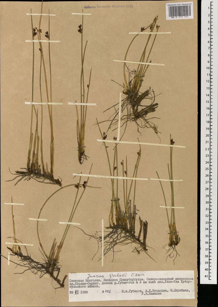 Juncus arcticus subsp. grubovii (Novikov) Novikov, Kirschner & Snogerup, Монголия (MONG) (Монголия)