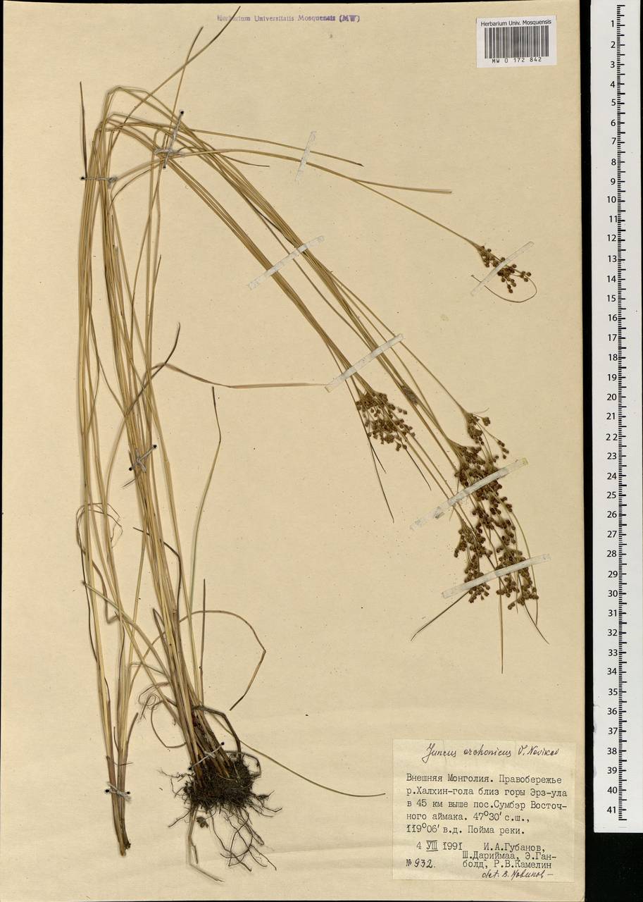 Ситник орхонский Novikov, Монголия (MONG) (Монголия)