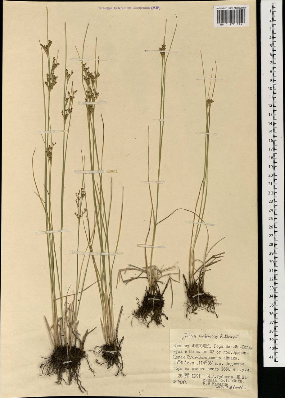 Ситник орхонский Novikov, Монголия (MONG) (Монголия)