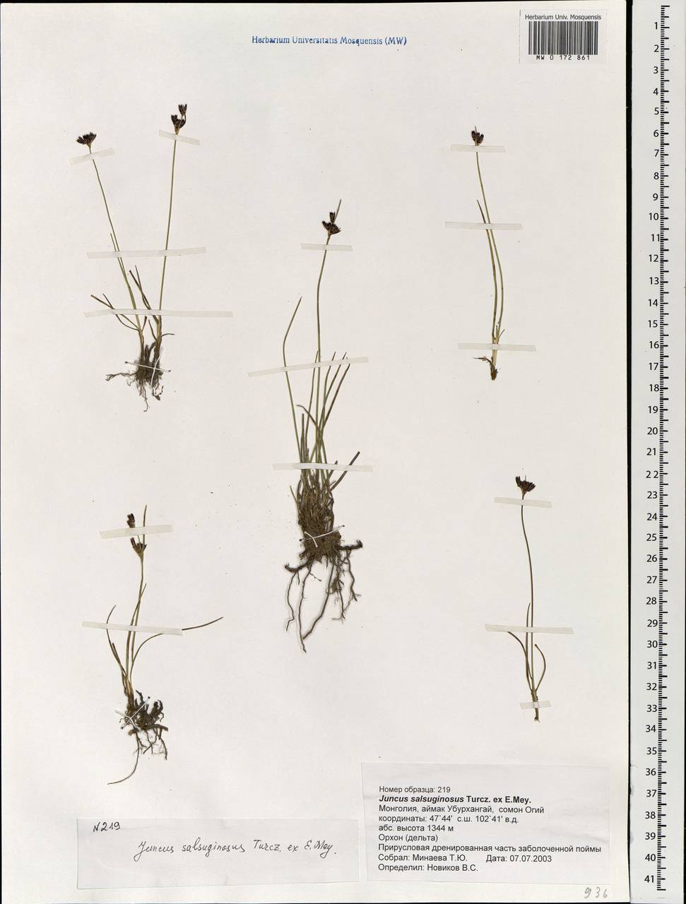 Ситник солончаковый Turcz. ex E.Mey., Монголия (MONG) (Монголия)