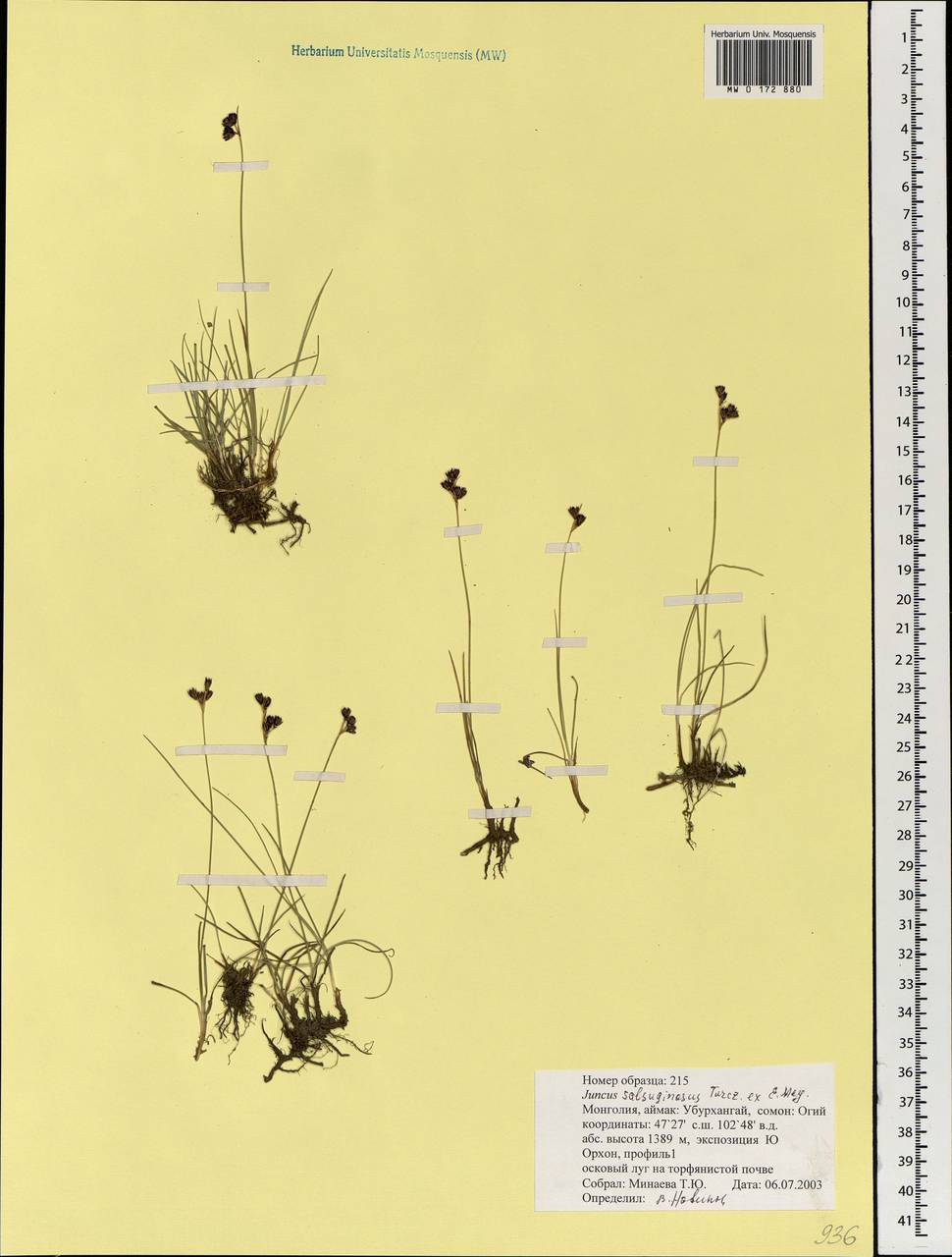 Ситник солончаковый Turcz. ex E.Mey., Монголия (MONG) (Монголия)