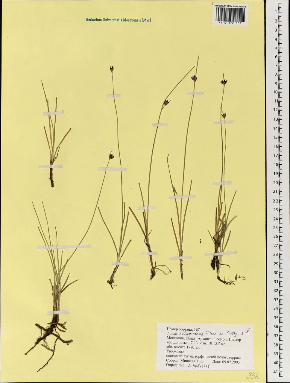 Ситник солончаковый Turcz. ex E.Mey., Монголия (MONG) (Монголия)