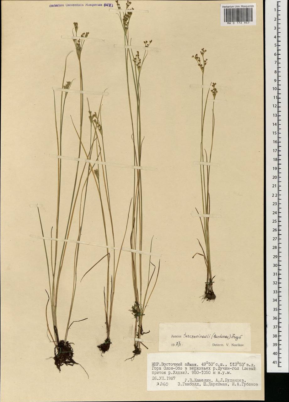 Juncus articulatus subsp. limosus (Worosch.) Worosch., Монголия (MONG) (Монголия)