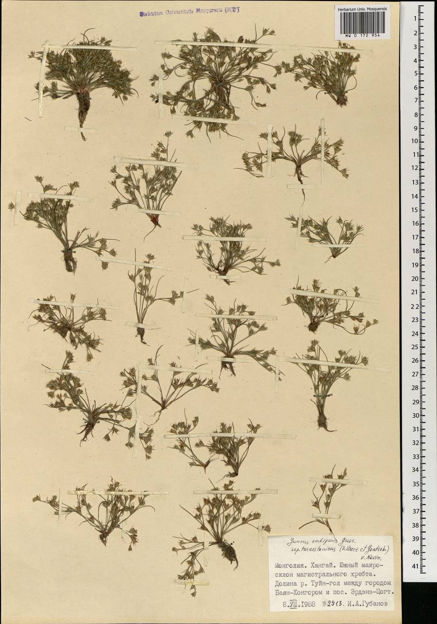 Ситник туркестанский Krecz. & Gontsch., Монголия (MONG) (Монголия)