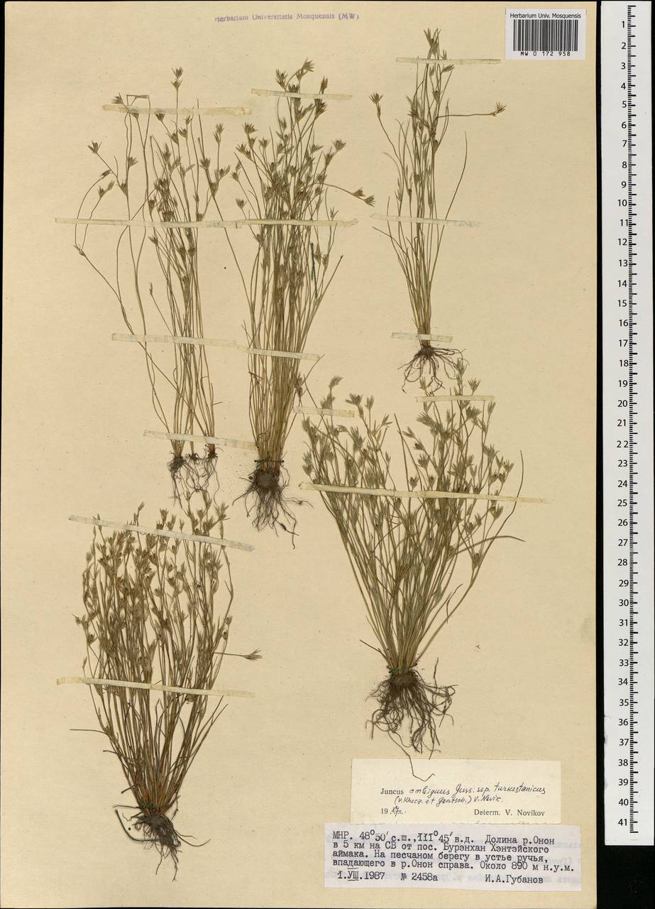 Ситник туркестанский Krecz. & Gontsch., Монголия (MONG) (Монголия)