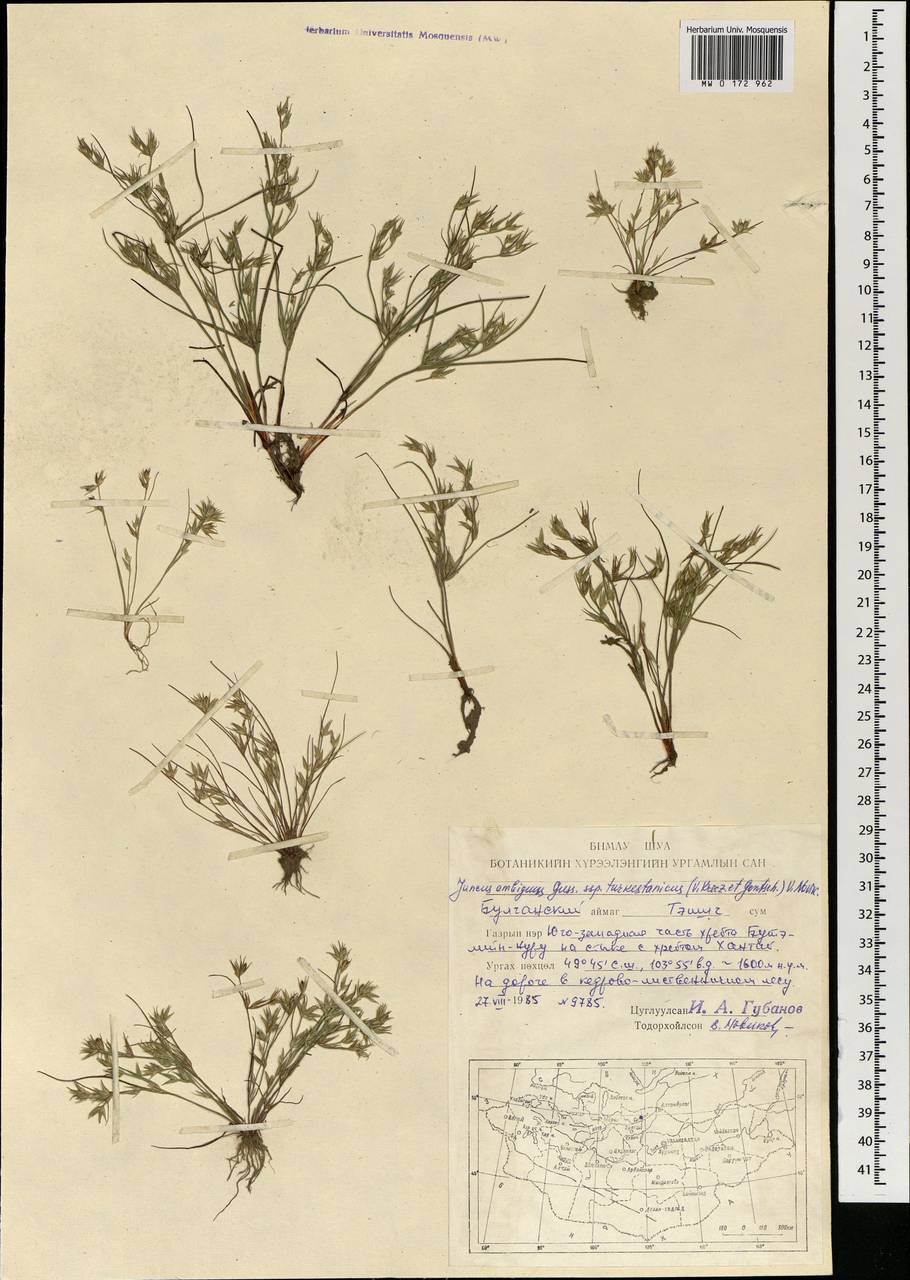 Ситник туркестанский Krecz. & Gontsch., Монголия (MONG) (Монголия)