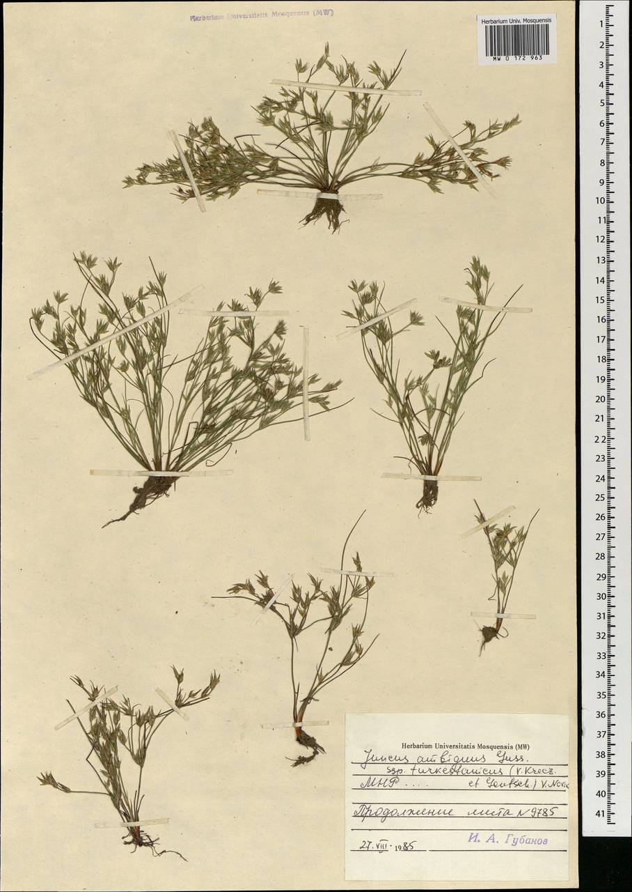 Ситник туркестанский Krecz. & Gontsch., Монголия (MONG) (Монголия)