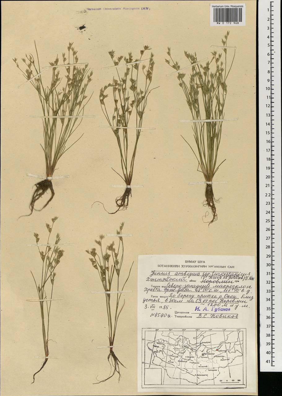 Ситник туркестанский Krecz. & Gontsch., Монголия (MONG) (Монголия)