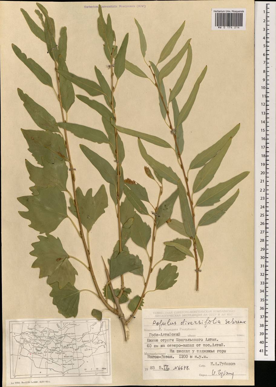 Populus diversifolia