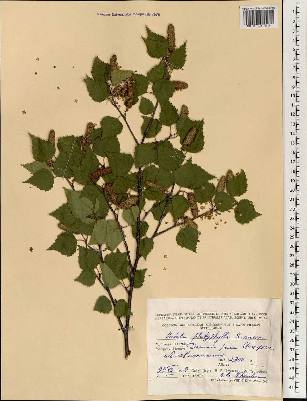 MW0175018, Betula platyphylla (Береза плосколистная), specimen