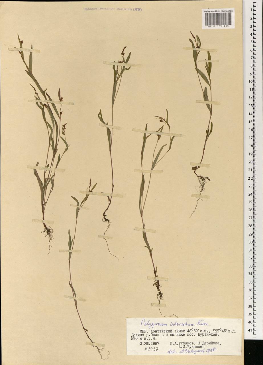 Горец округлый (A. J. Li) B. Li, Монголия (MONG) (Монголия)