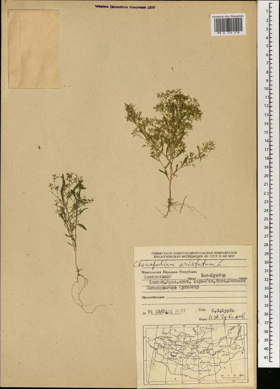 MW0176018, Teloxys aristata (Телоксис остистый), specimen