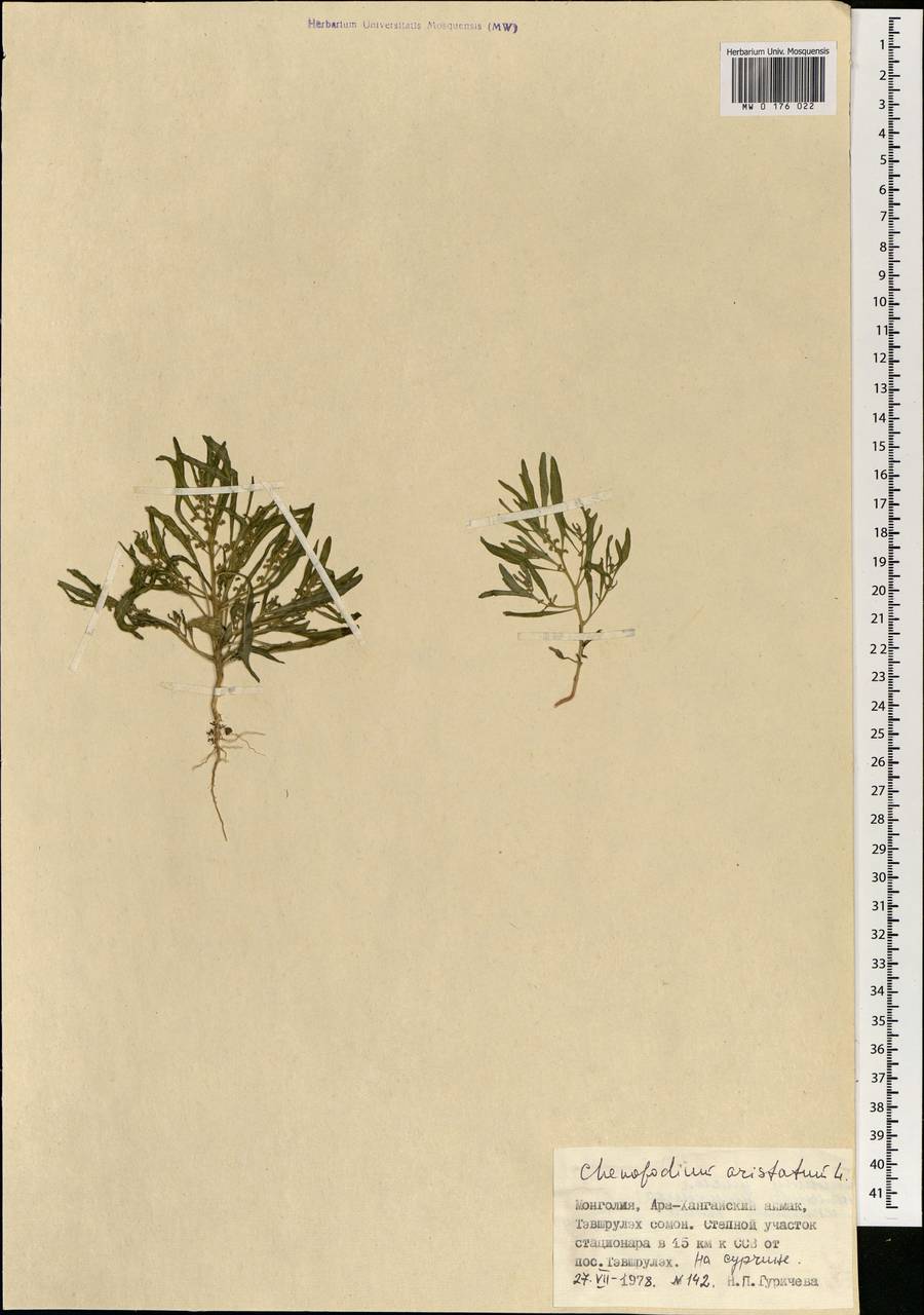 MW0176022, Teloxys aristata (Телоксис остистый), specimen