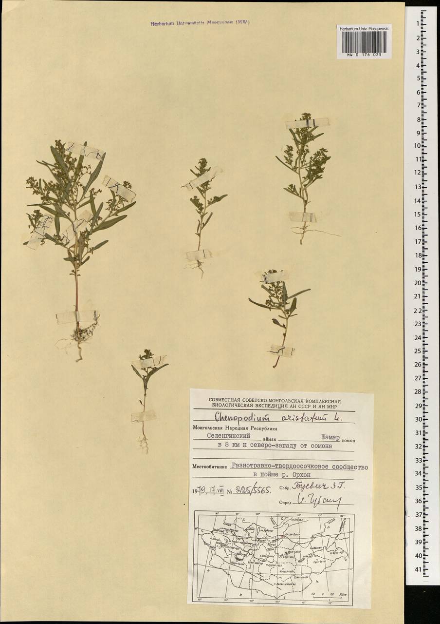 MW0176025, Teloxys aristata (Телоксис остистый), specimen