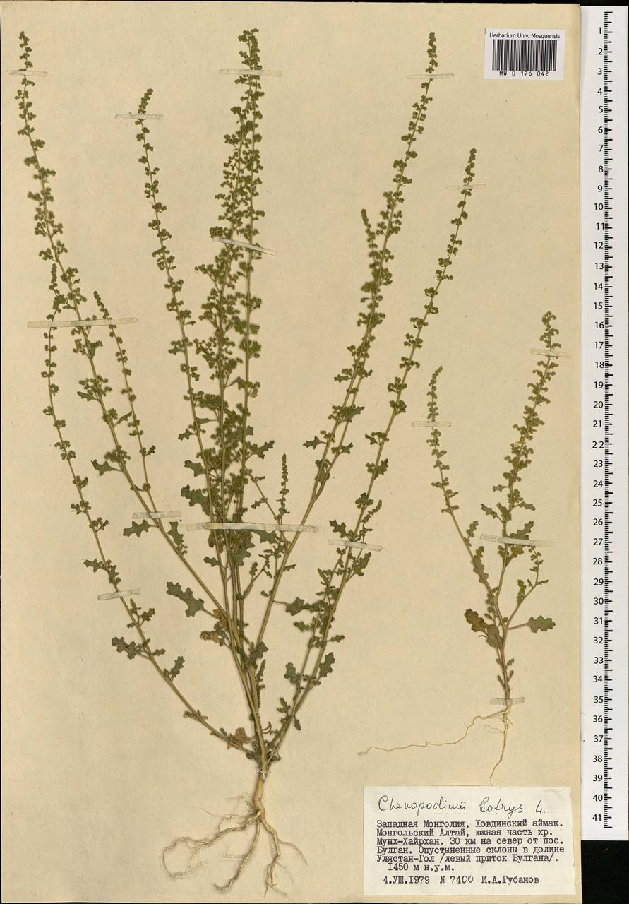 Chenopodium Botrys