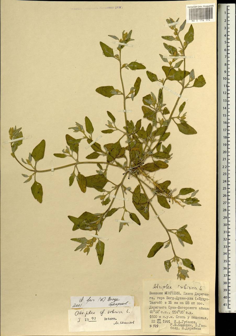 Лебеда дикая (L.) Bunge, Монголия (MONG) (Монголия)