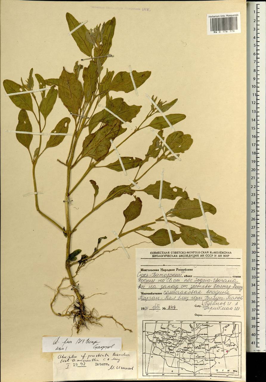 Лебеда дикая (L.) Bunge, Монголия (MONG) (Монголия)