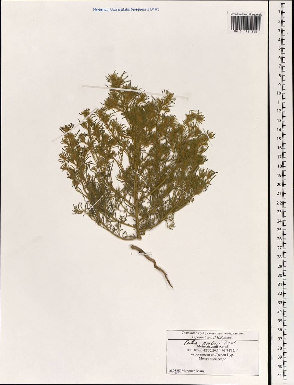 Прутняк Крылова Litv., Монголия (MONG) (Монголия)